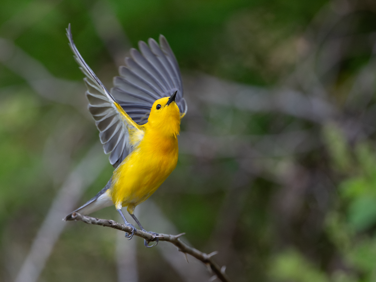 Prothonotary Warbler - ML620340242