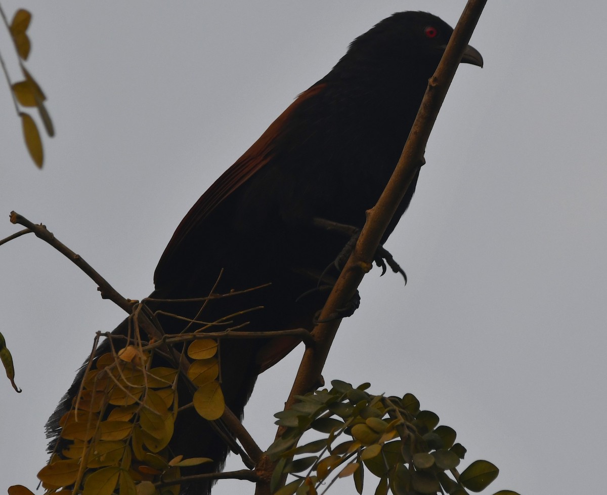 Greater Coucal - ML620340246
