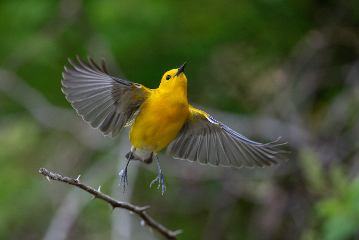 Prothonotary Warbler - ML620340251