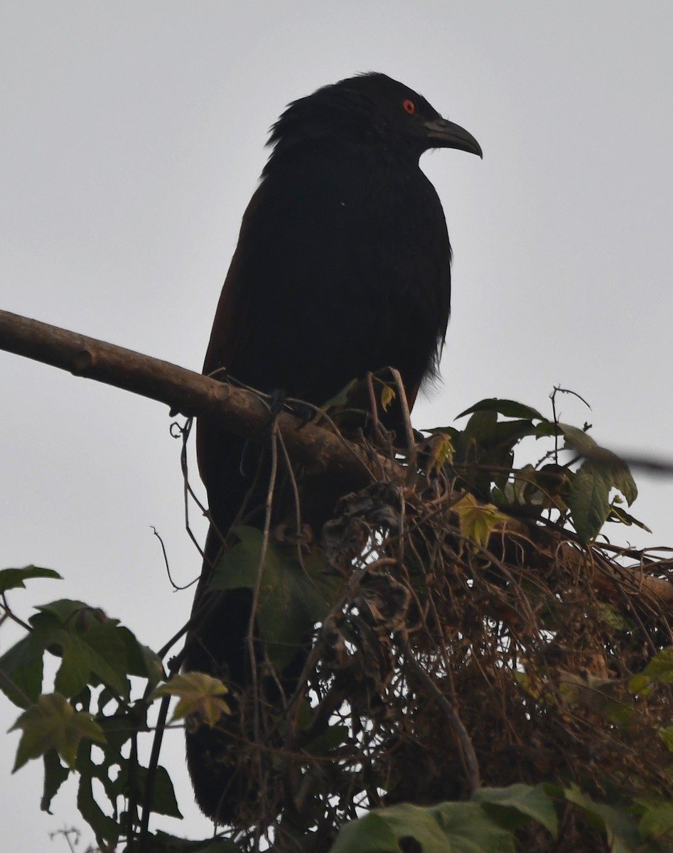 Greater Coucal - ML620340257