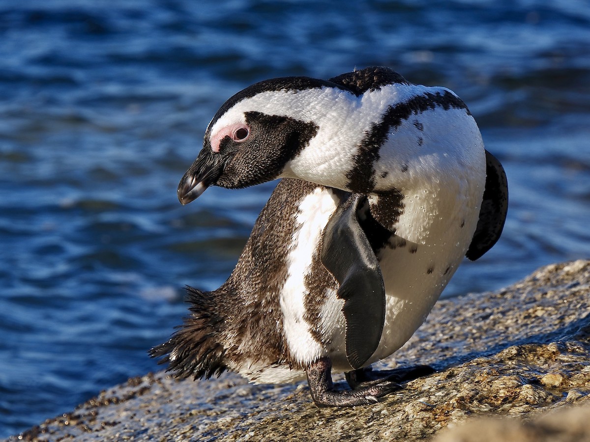 Pingüino de El Cabo - ML620340261