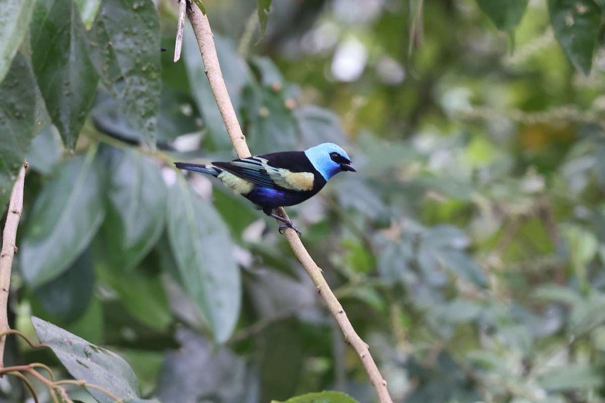 Blue-necked Tanager - ML620340262