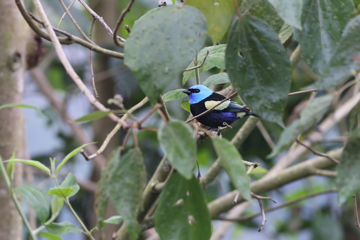 Blue-necked Tanager - ML620340263