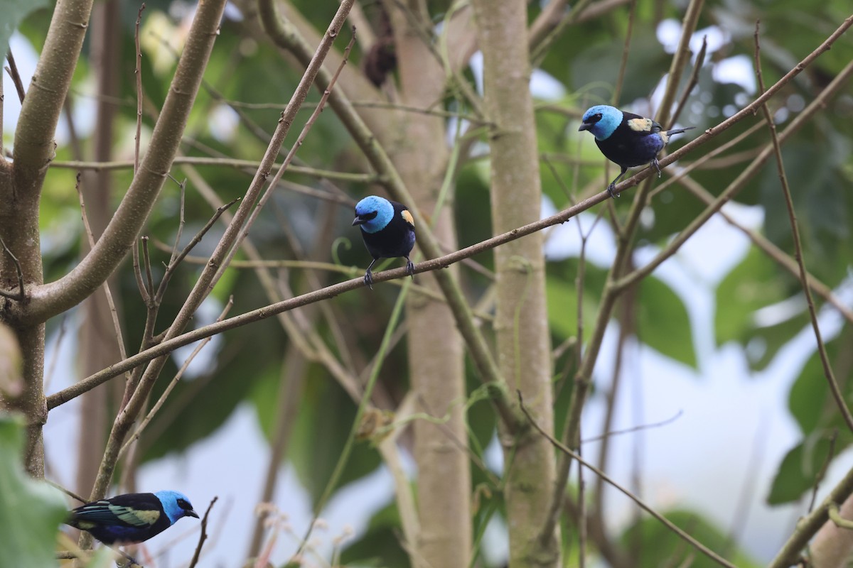 Blue-necked Tanager - ML620340264