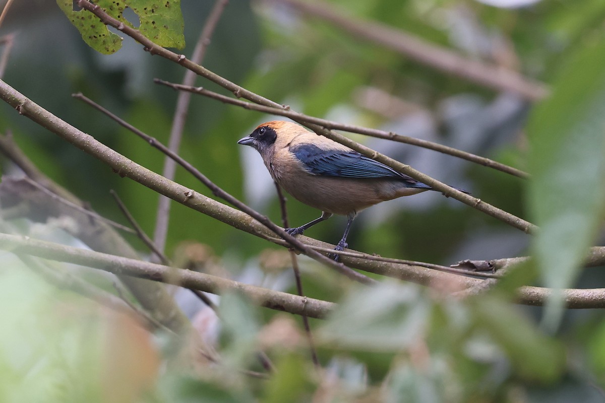 Burnished-buff Tanager - ML620340270