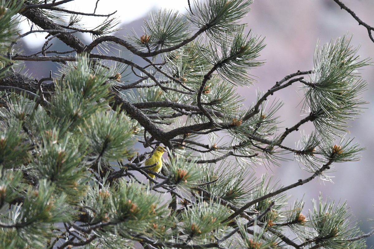 Western Tanager - ML620340275
