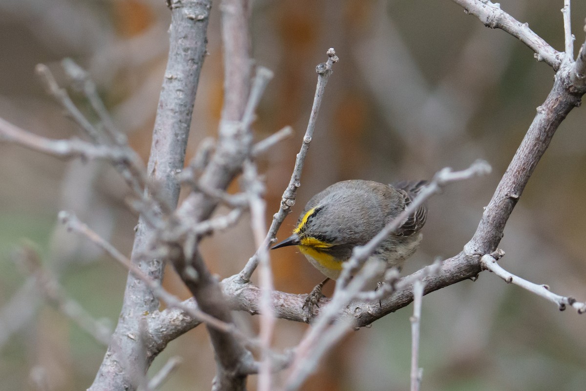 Grace's Warbler - ML620340281