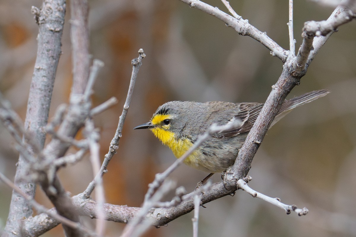 Grace's Warbler - Linda Chittum