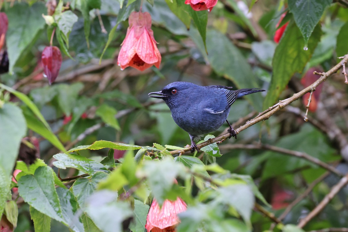 Bluish Flowerpiercer - ML620340293