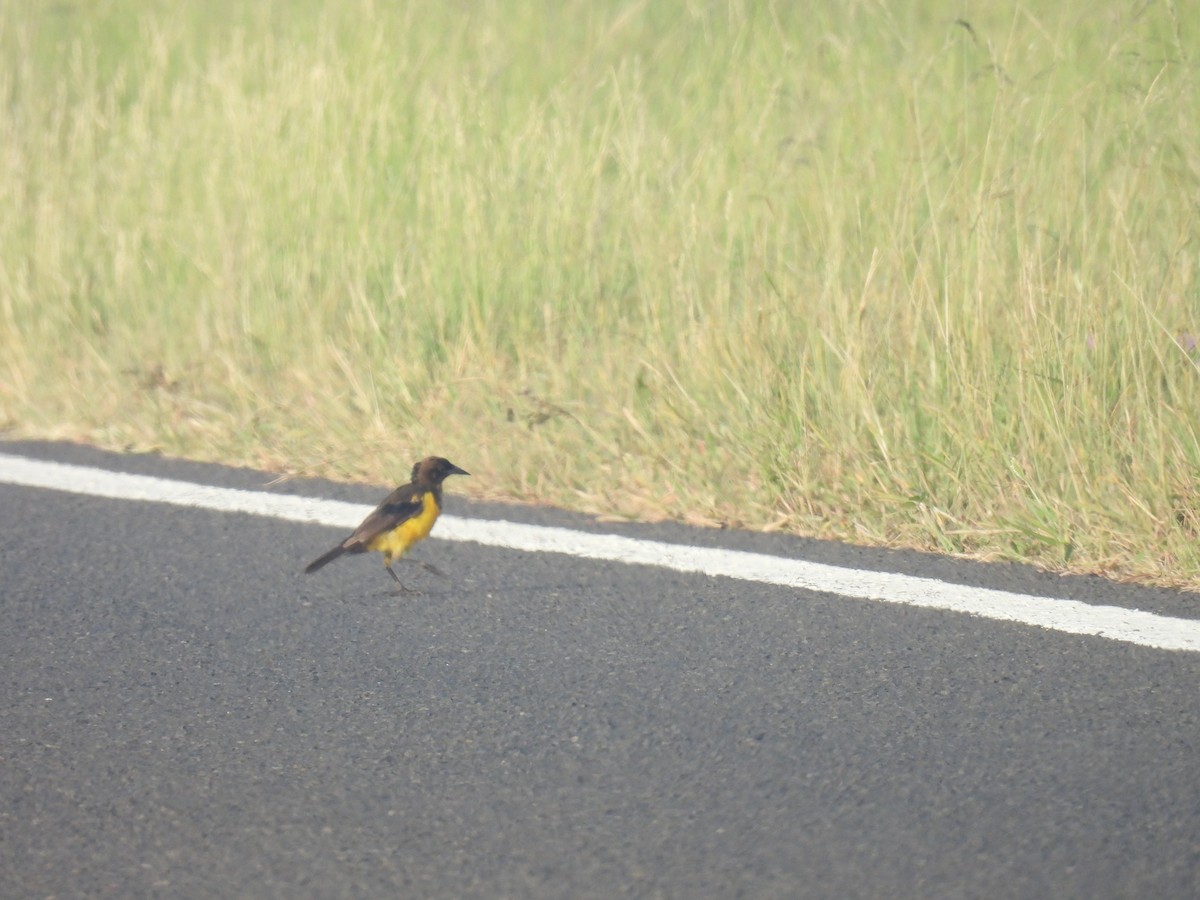 Yellow-rumped Marshbird - Silvana Mallo