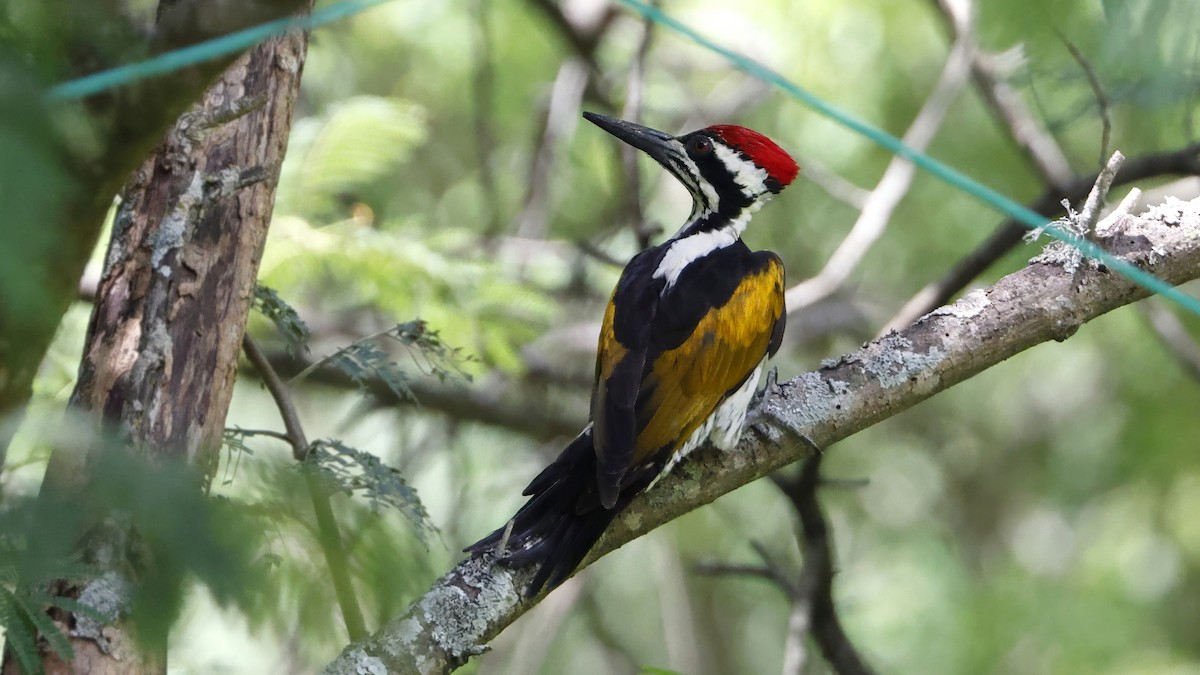 White-naped Woodpecker - ML620340316