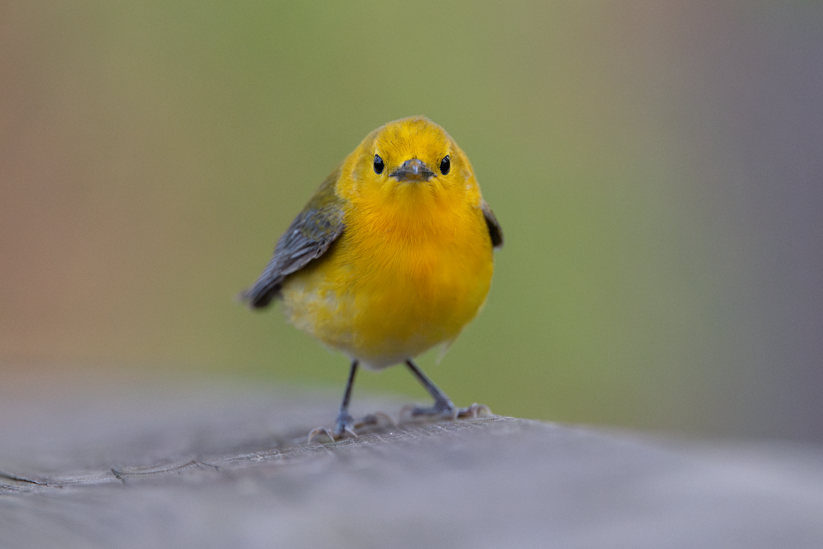 Prothonotary Warbler - ML620340317
