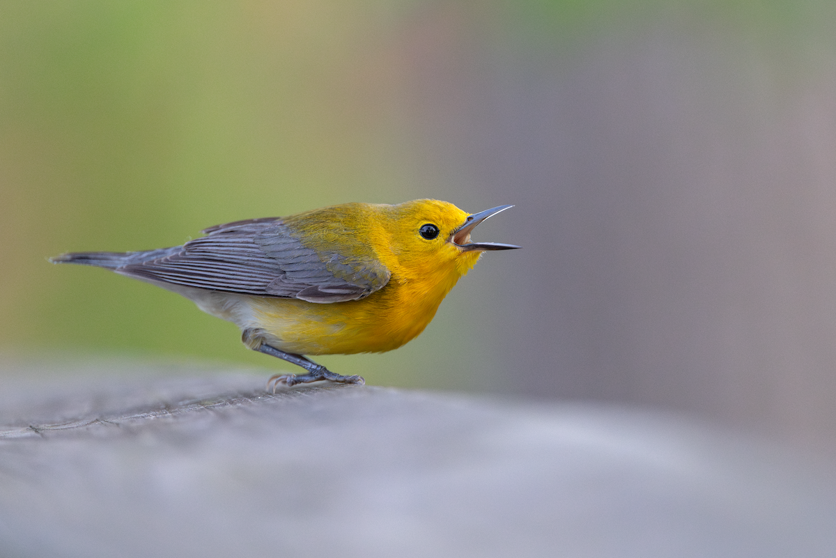 Prothonotary Warbler - ML620340318