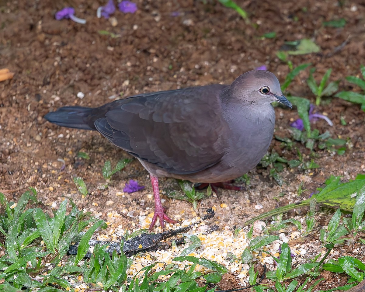 Gray-chested Dove - ML620340320