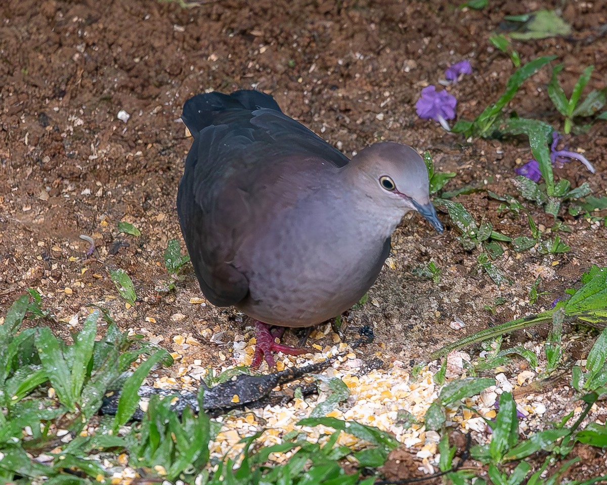 Gray-chested Dove - ML620340321