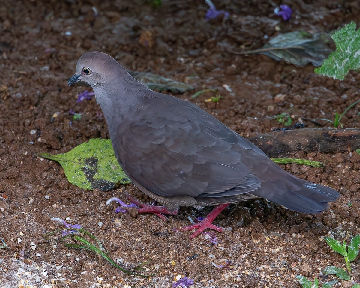 Gray-chested Dove - ML620340322