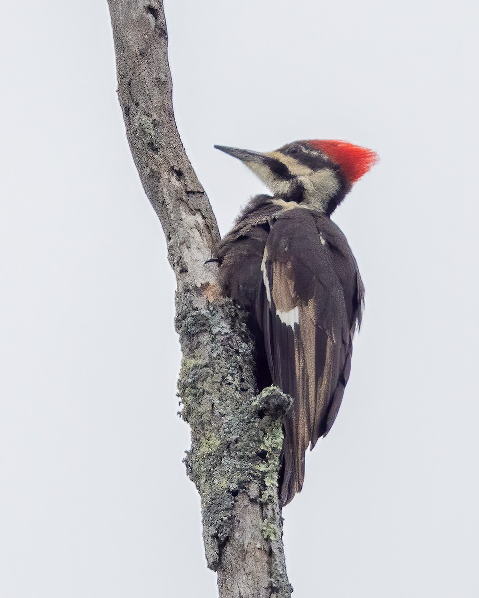 Pileated Woodpecker - ML620340326