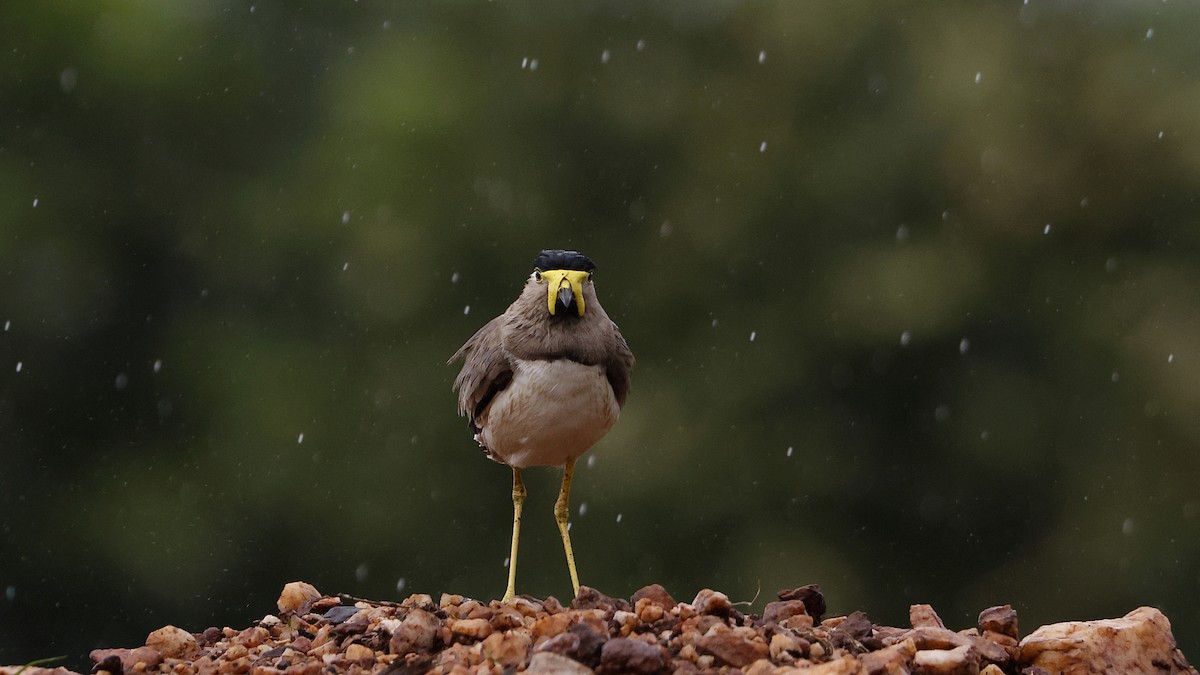 Yellow-wattled Lapwing - ML620340330