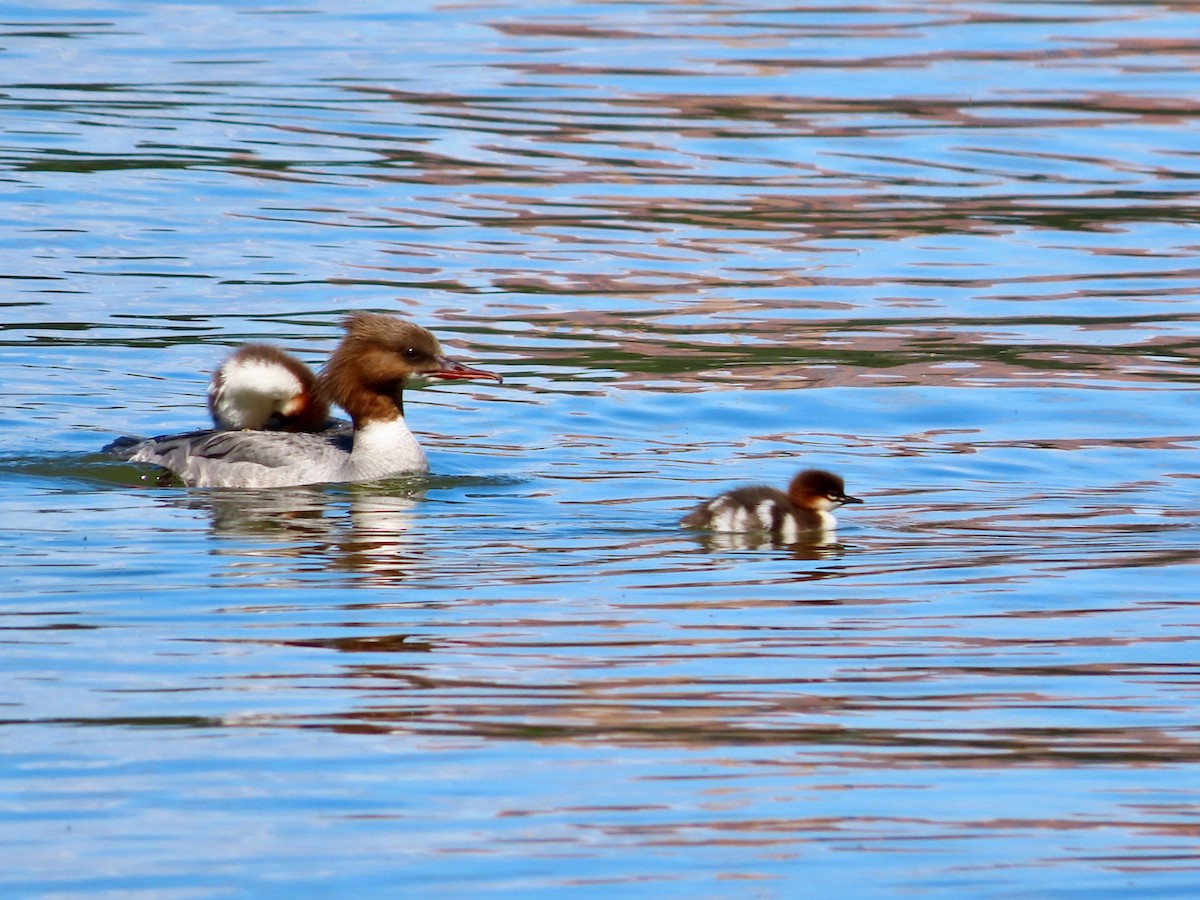 Common Merganser - ML620340349