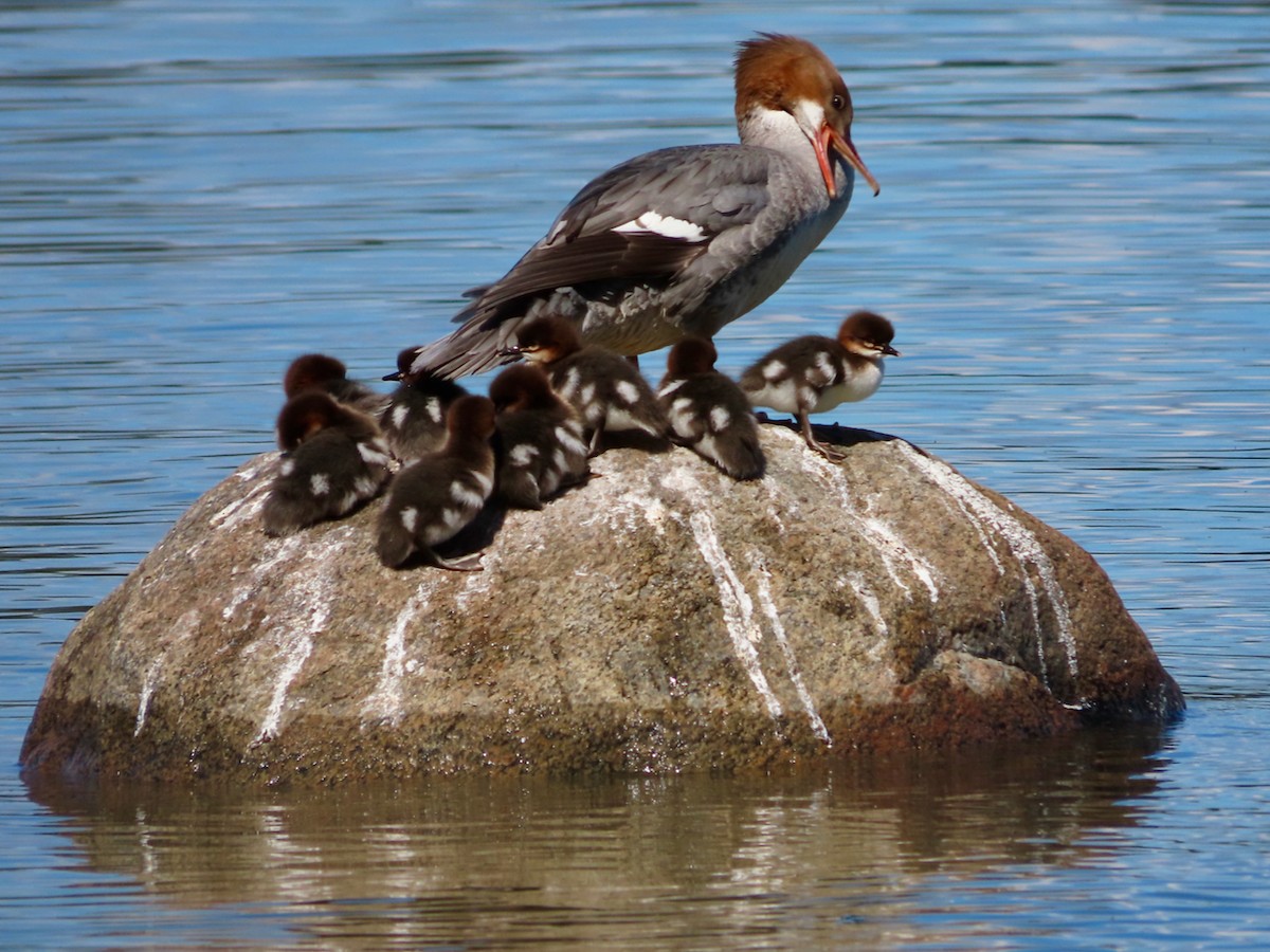 Common Merganser - ML620340352