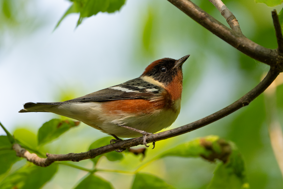 Bay-breasted Warbler - ML620340382