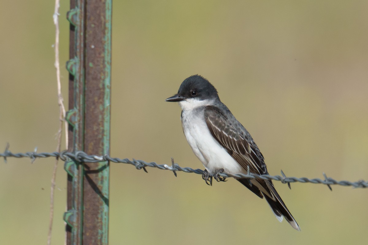 Eastern Kingbird - ML620340393