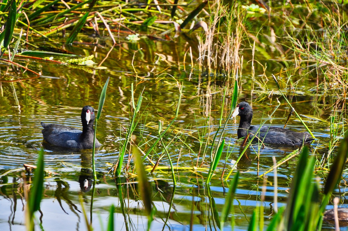 moorhen/coot/gallinule sp. - Antonio Marini