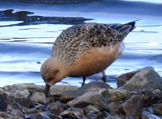 Red Knot - ML620340405