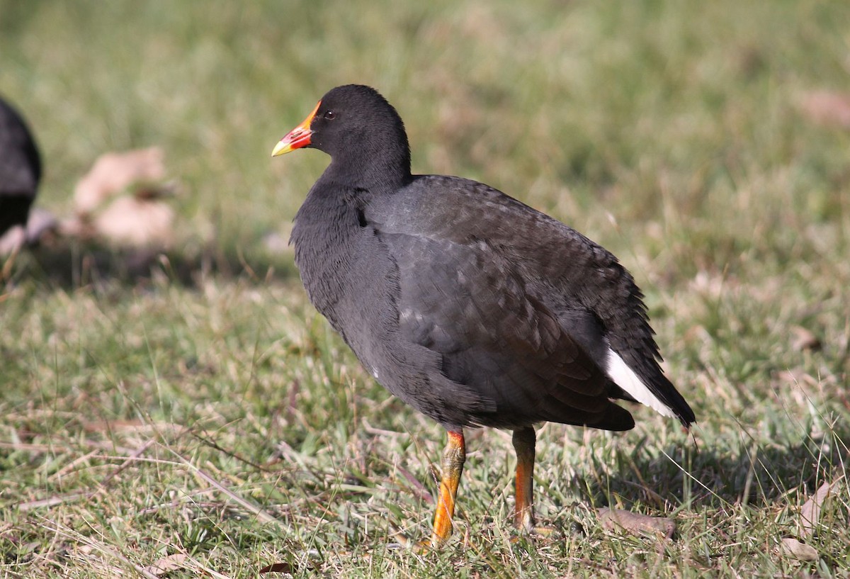 Dusky Moorhen - ML62034041