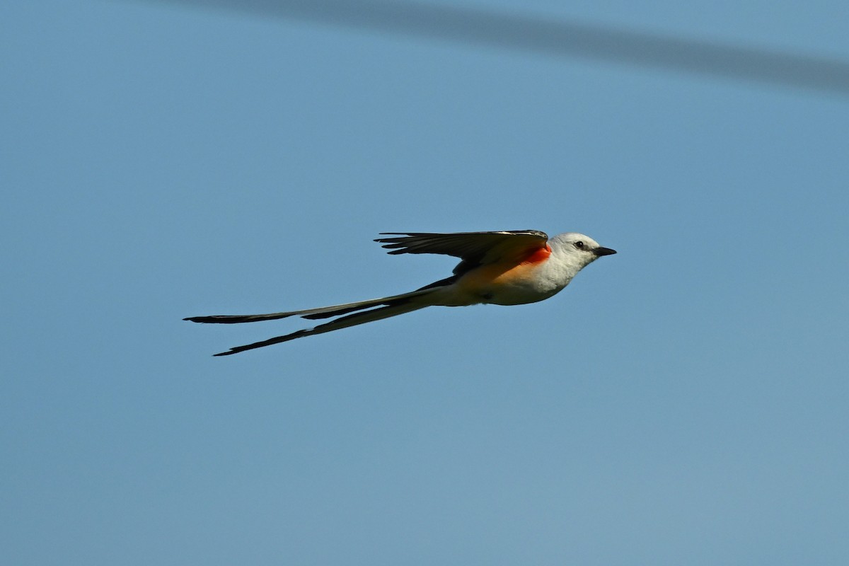 Scissor-tailed Flycatcher - ML620340415