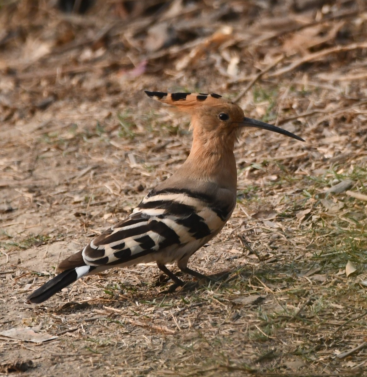 Eurasian Hoopoe - ML620340420