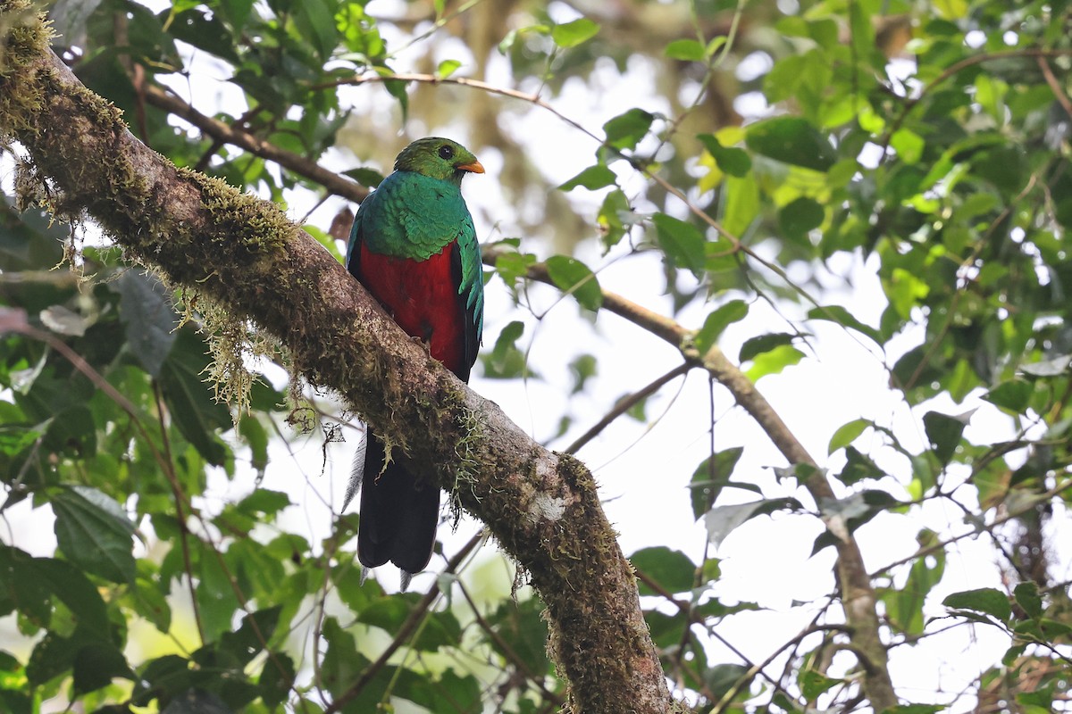 Golden-headed Quetzal - ML620340421