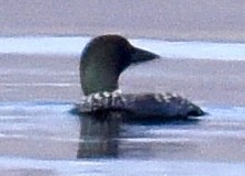 Common Loon - ML620340424