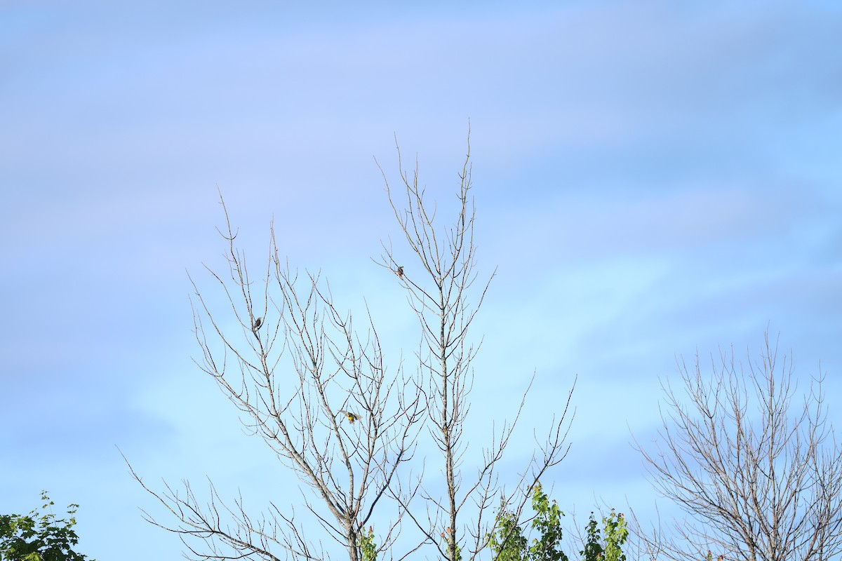 Eastern Meadowlark - ML620340428