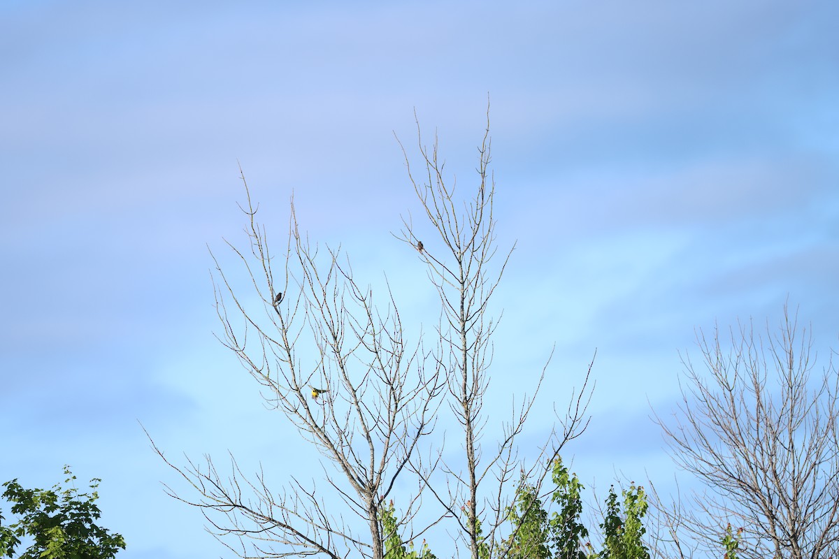 Eastern Meadowlark - ML620340430