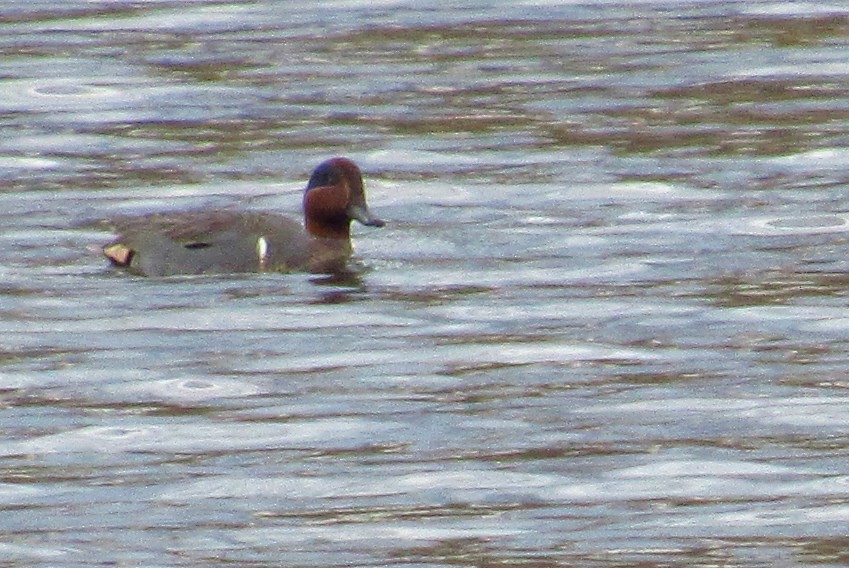 Green-winged Teal - ML620340431