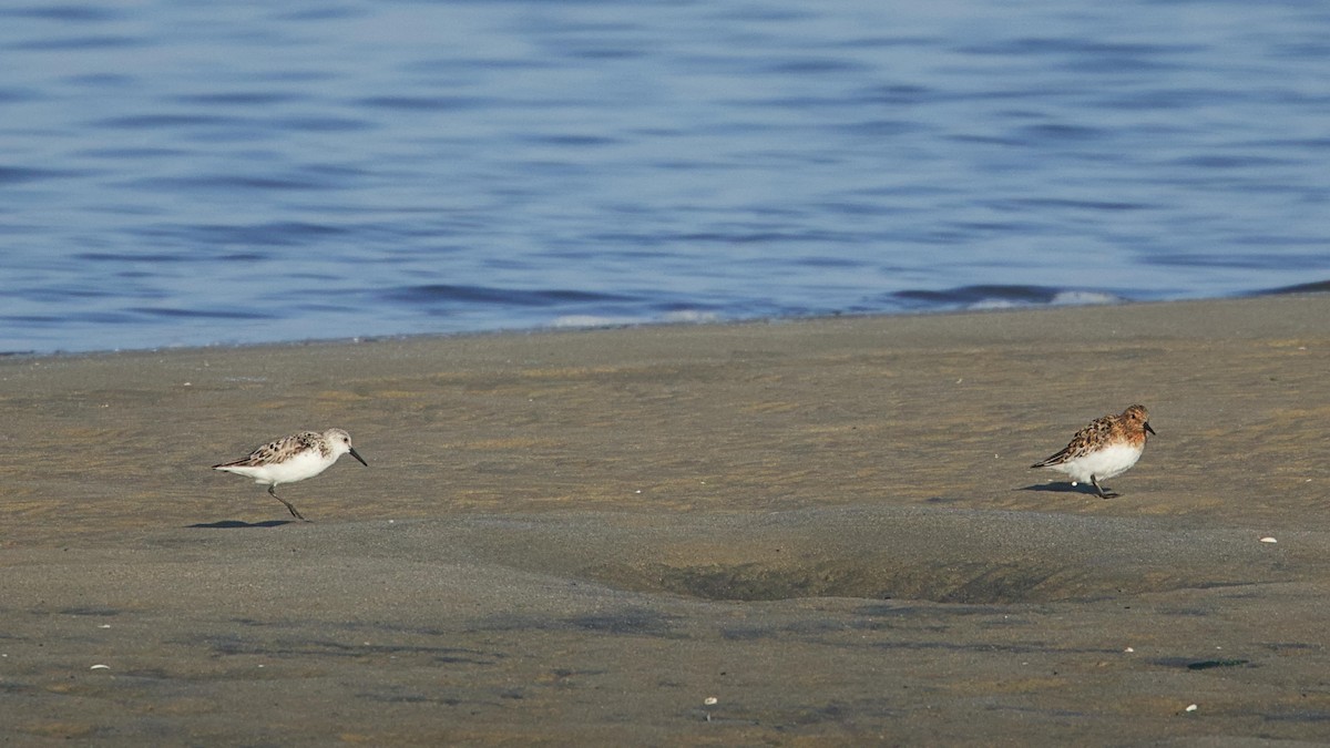 Bécasseau sanderling - ML620340439