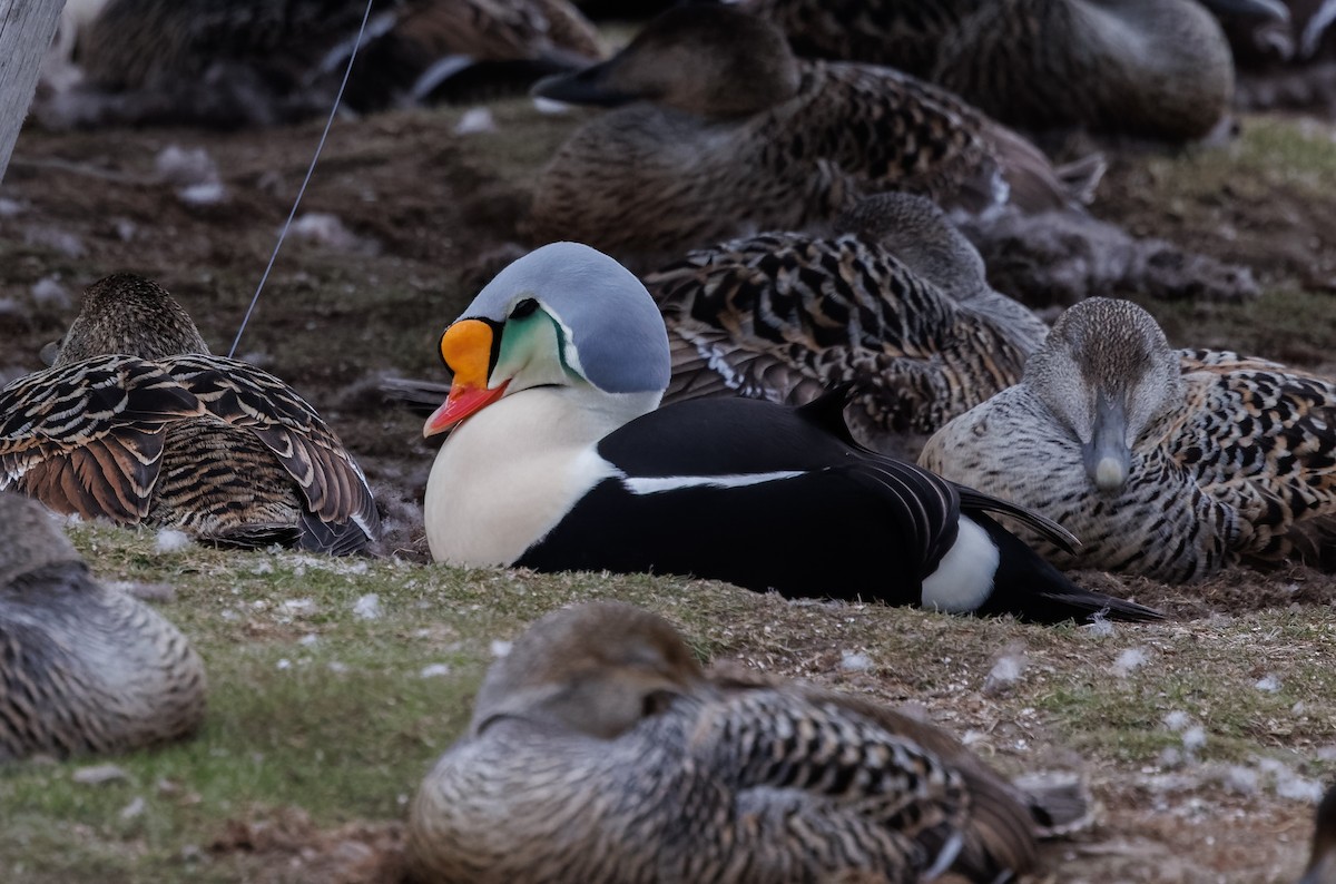 Eider à tête grise - ML620340445