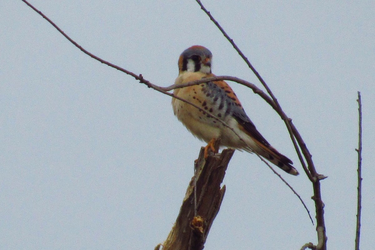 American Kestrel - ML620340455