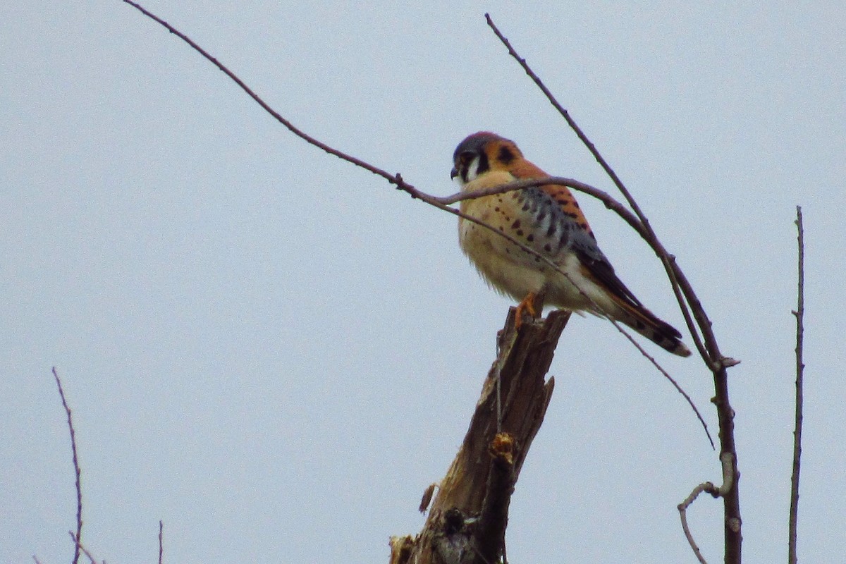 American Kestrel - ML620340456