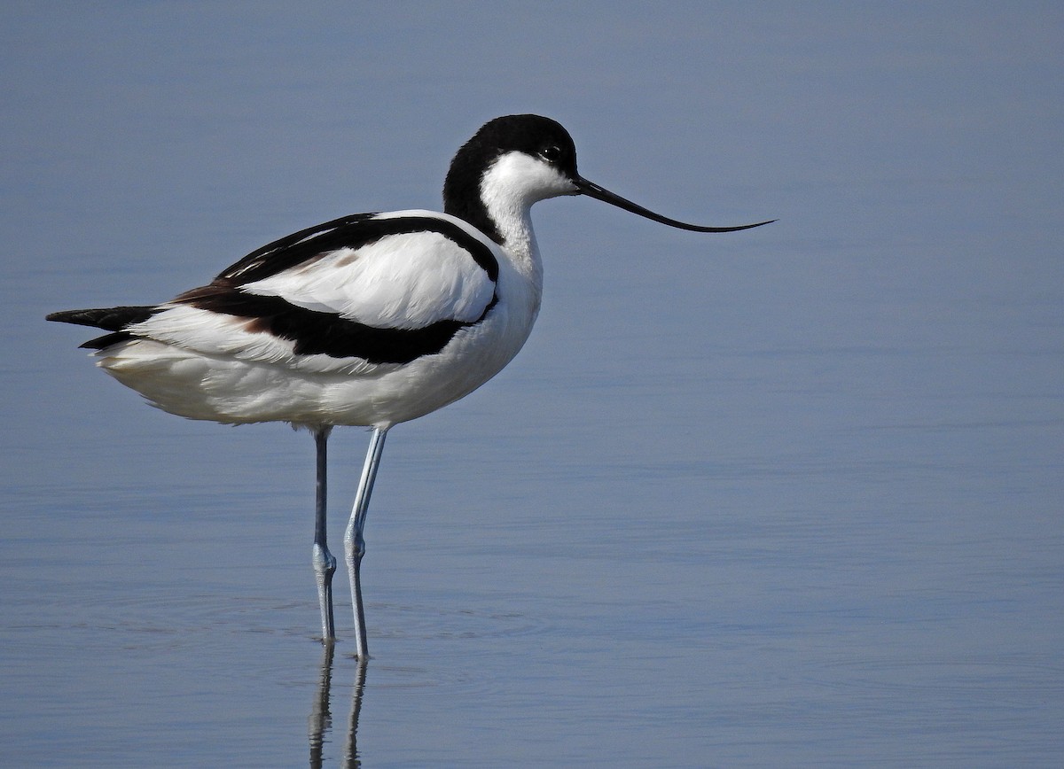 Pied Avocet - ML620340459