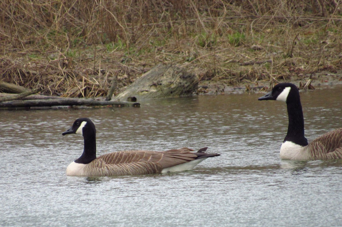 Canada Goose - ML620340462