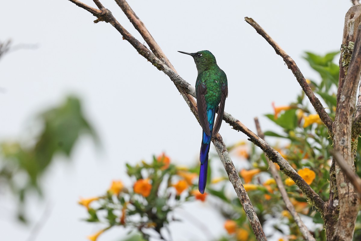 Long-tailed Sylph - ML620340463