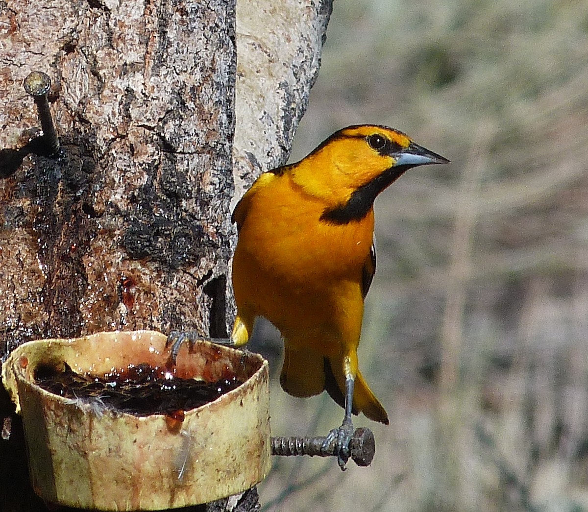 Oriole de Bullock - ML620340466