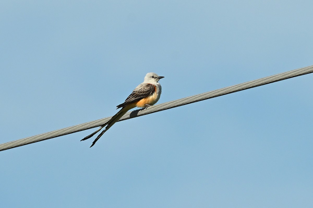 Scissor-tailed Flycatcher - ML620340467