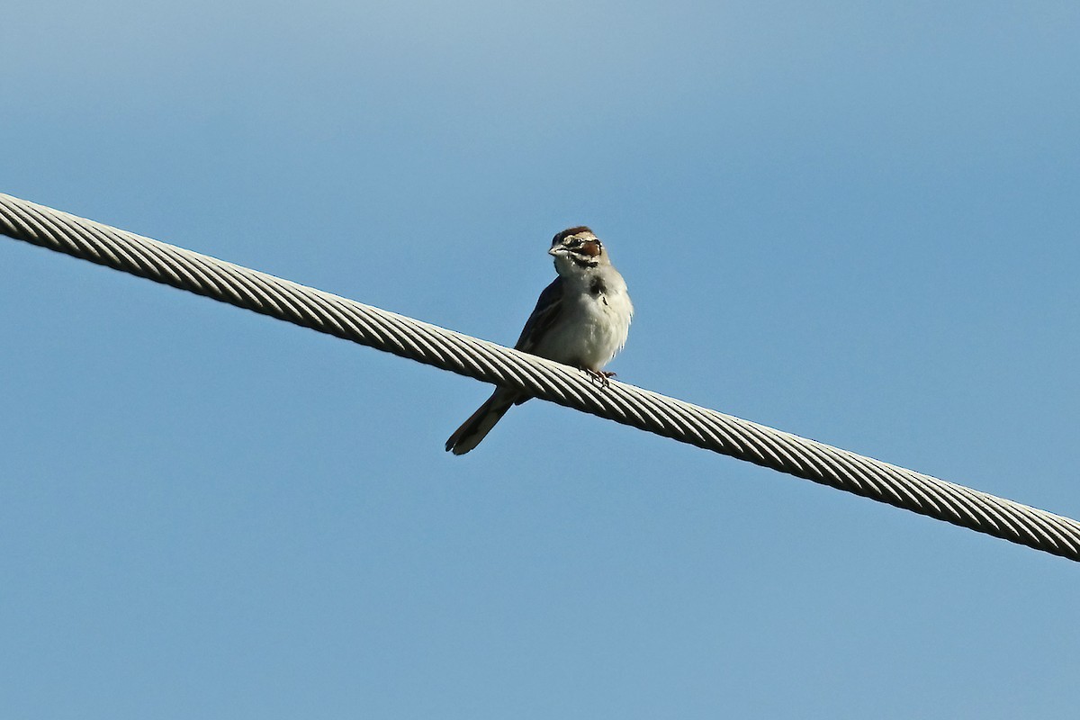 Lark Sparrow - ML620340477