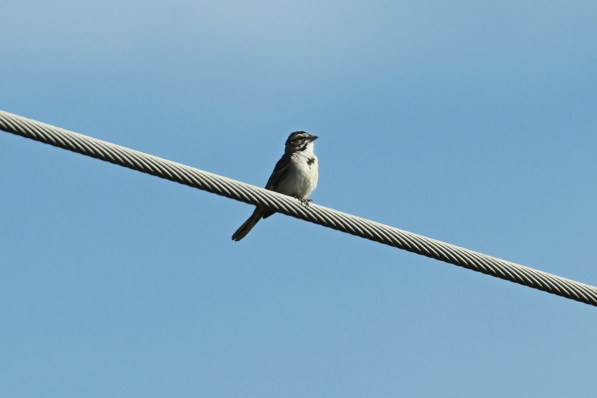 Lark Sparrow - ML620340478