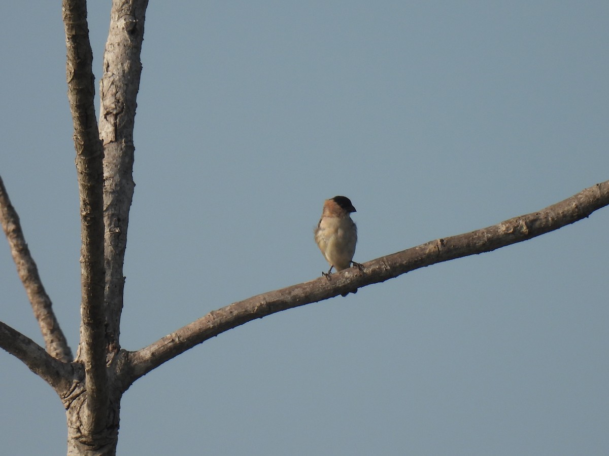 Pearly-bellied Seedeater - ML620340486