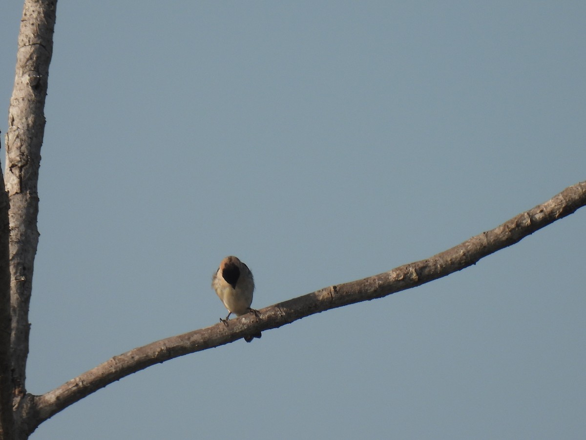 Pearly-bellied Seedeater - ML620340488