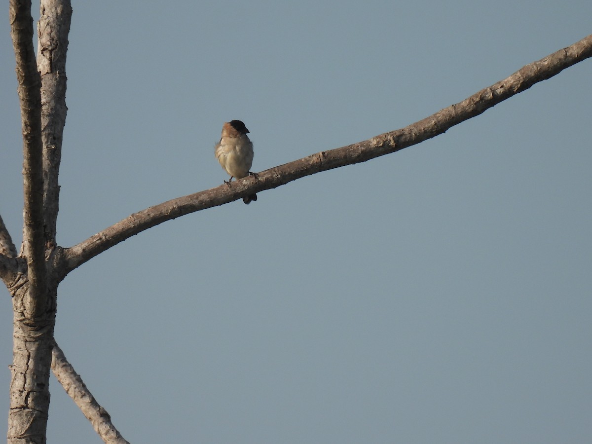 Pearly-bellied Seedeater - ML620340489